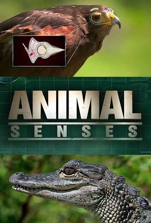 Animal Senses