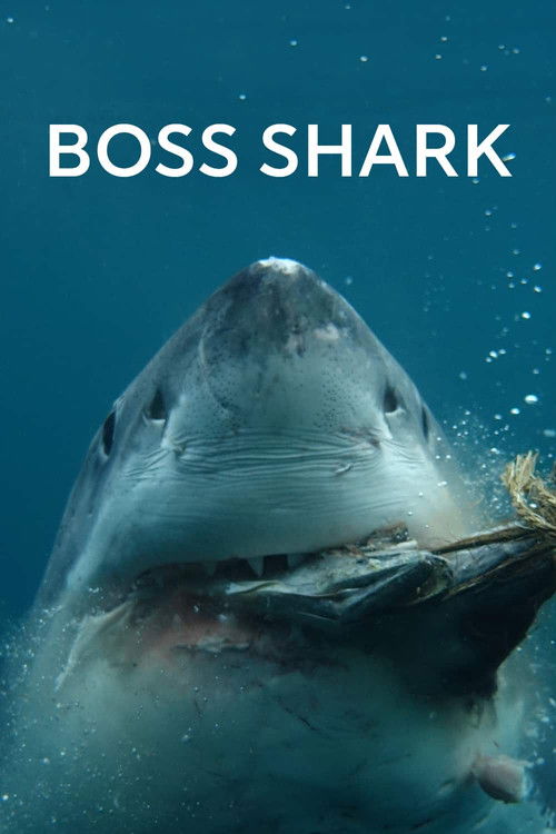 Boss Shark